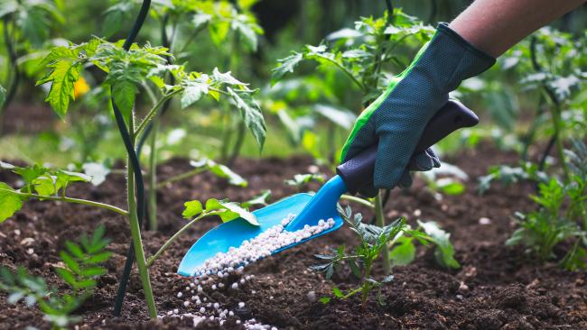 How and When to Fertilize Your Vegetable Garden | The Old Farmer&#39;s Almanac