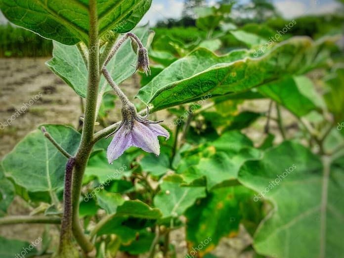 Small brinjal or eggplant flower on the plant. Eggplant cultivation closeup image