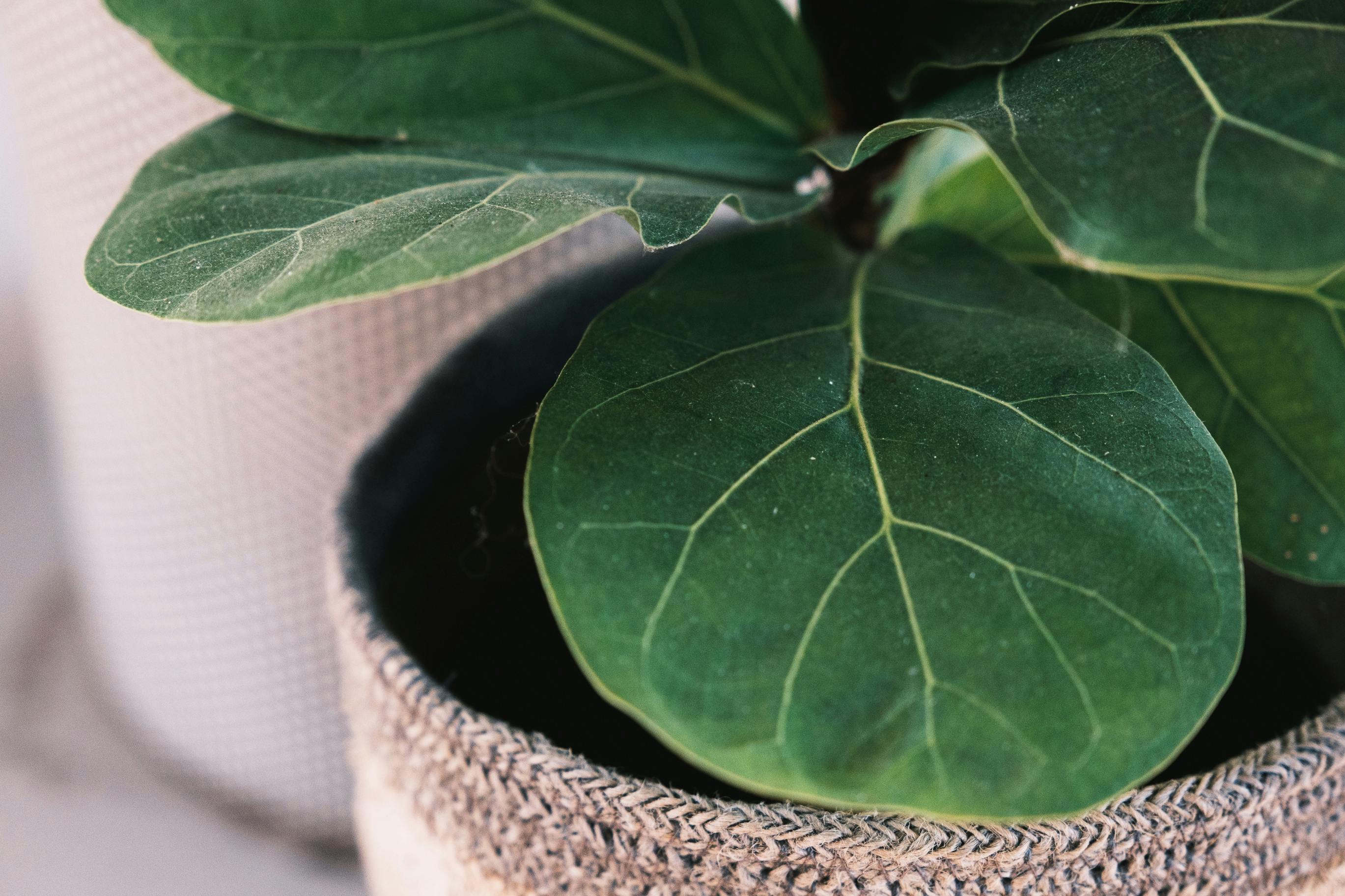 Close up of fiddle leaf fig with veins on leaves growing in pot with knitted cover in light room on blurred background