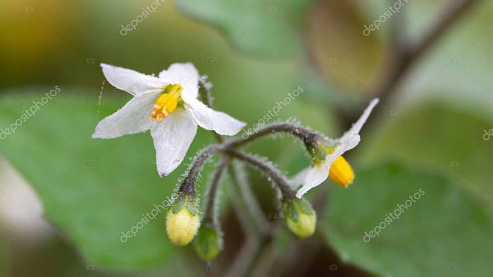 Eggplant flower with natural background
