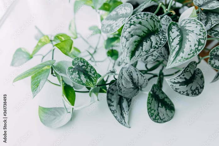 Lianas of epipremnum marble or Scindapsus painted on a white background, home plants