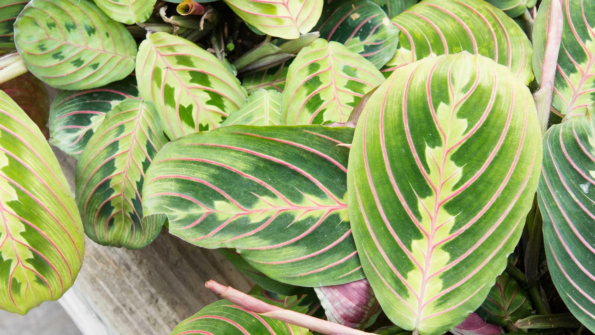 How to care for your...Prayer Plant – My Green Chapter