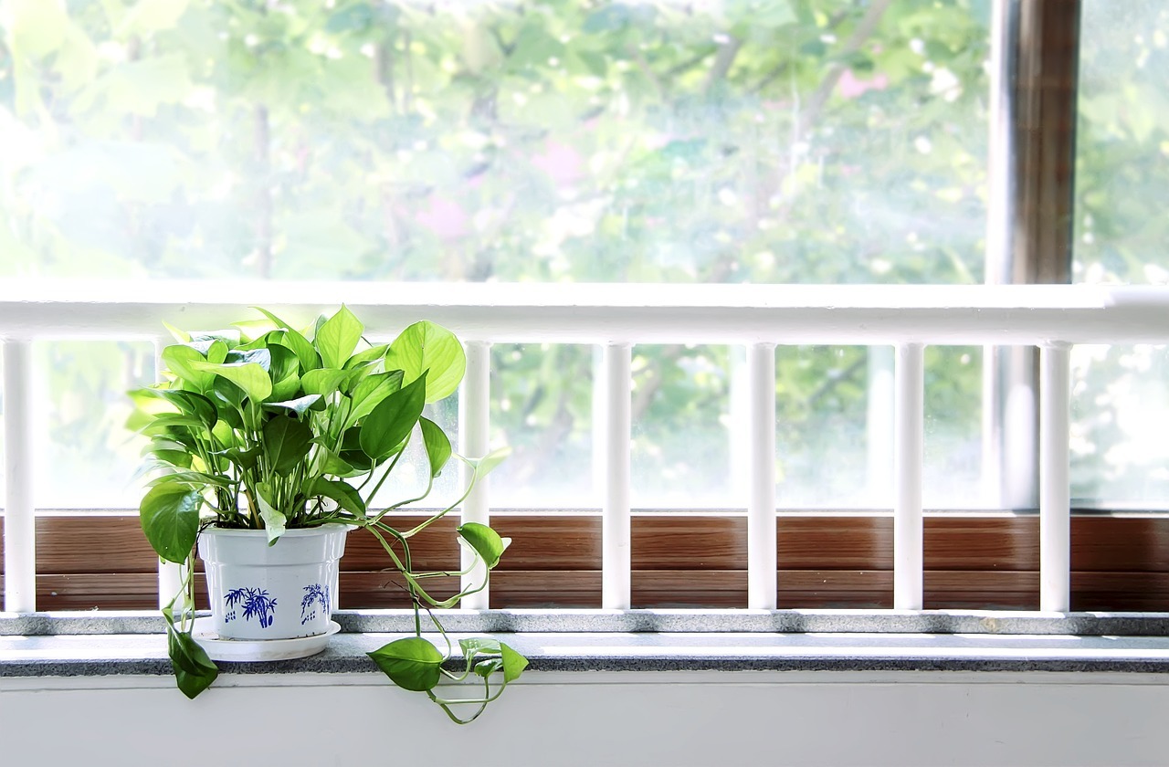 How much light do my indoor plants need? – PlantMaid