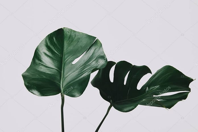 close-up shot of monstera leaves isolated on white