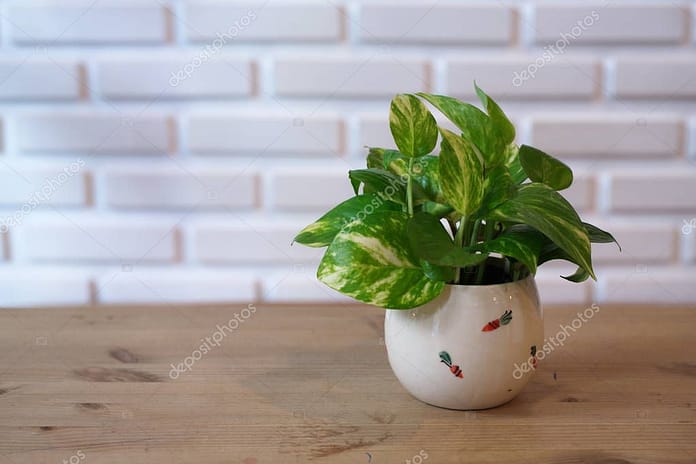 The Pothos with a Natural Light in the Morning Summer Day.