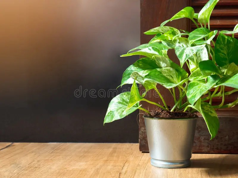 2,585 Pothos Photos - Free &amp; Royalty-Free Stock Photos from Dreamstime