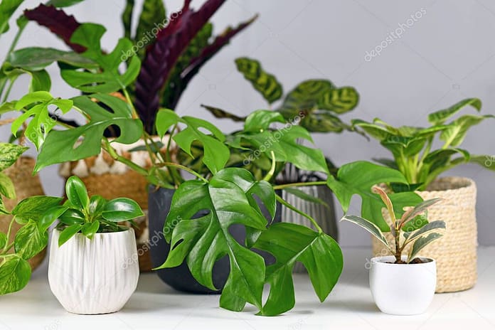 Different houseplants like Rhaphidophora, Ficus or Philodendron in beautiful flower pots on white desk in front of gray wall