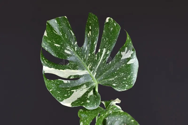 Tropical white sprinkled leaf of rare variegated exotic `Monstera Deliciosa Thai Constellation` house plant on black backgrou. Tropical white sprinkled leaf of stock photography