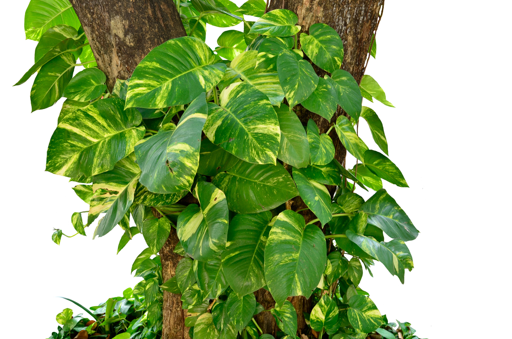 Epipremnum Pothos Hawaiian – Costa Verde Imports