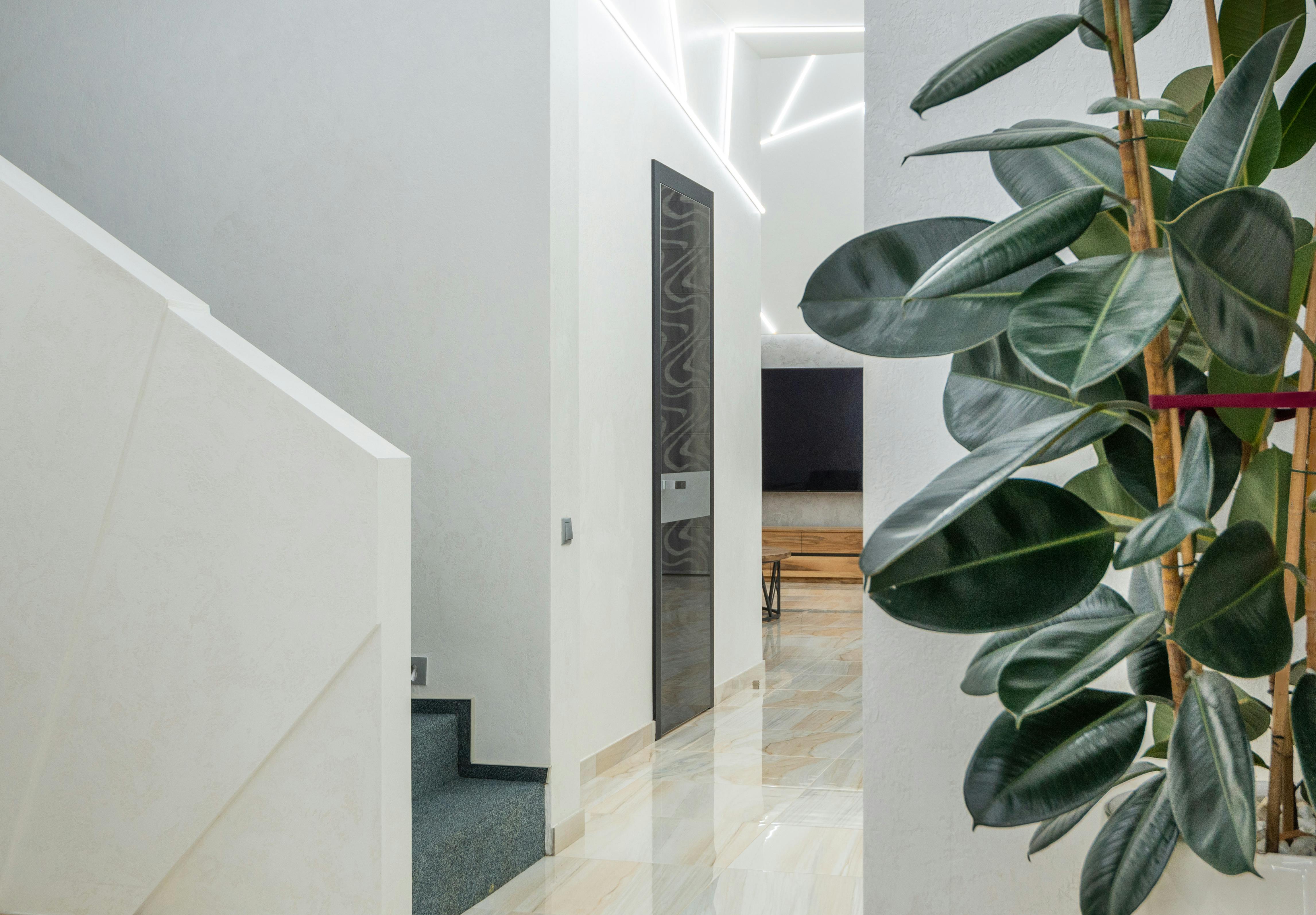 Potted Ficus elastica decorating light minimalist hallway of modern house