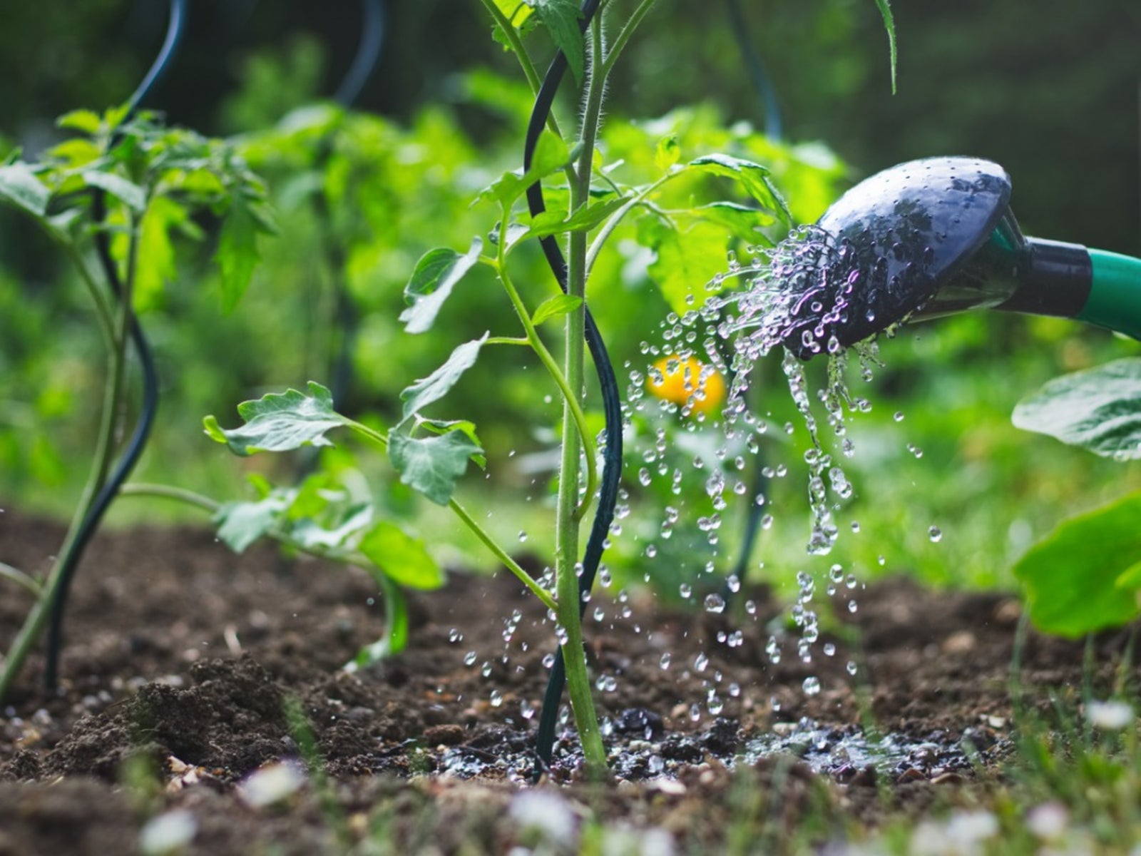 When To Water Plants: The Best Time To Water Vegetable Garden