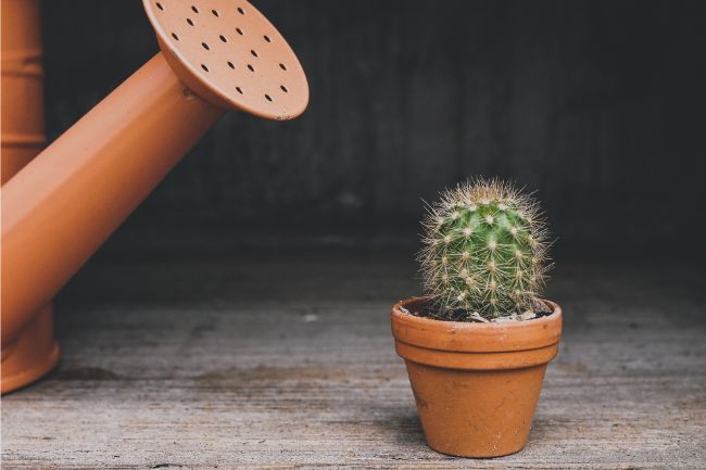 How Often To Water Cactus (9 Essential Tips) - Smart Garden Guide
