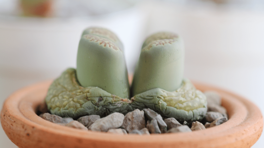 Lithops 101 - What you need to know to keep them alive - Sucs for You!