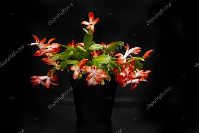 Blooming coral pink Christmas cactus (Schlumbergera), beautiful flower in black pot isolated on black background. Epiphyllanthus, Opuntiopsis, Zygocactus