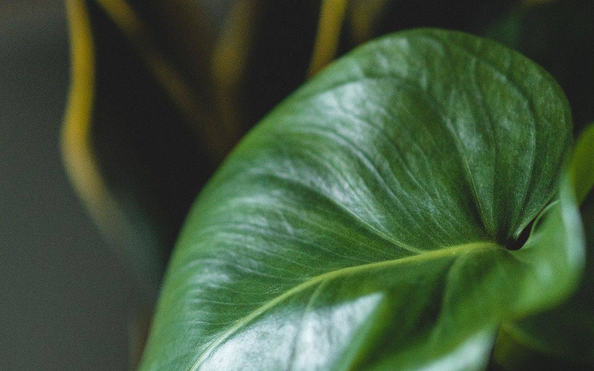 Philodendron Rugosum Plant Care | Pigskin Philodendron Care Guide