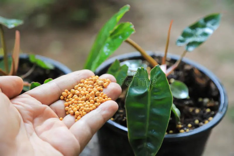 Hand giving fertilizer to Philodendron billietiae plant in pot. plant in green organic farm for decoration. Plant stock images