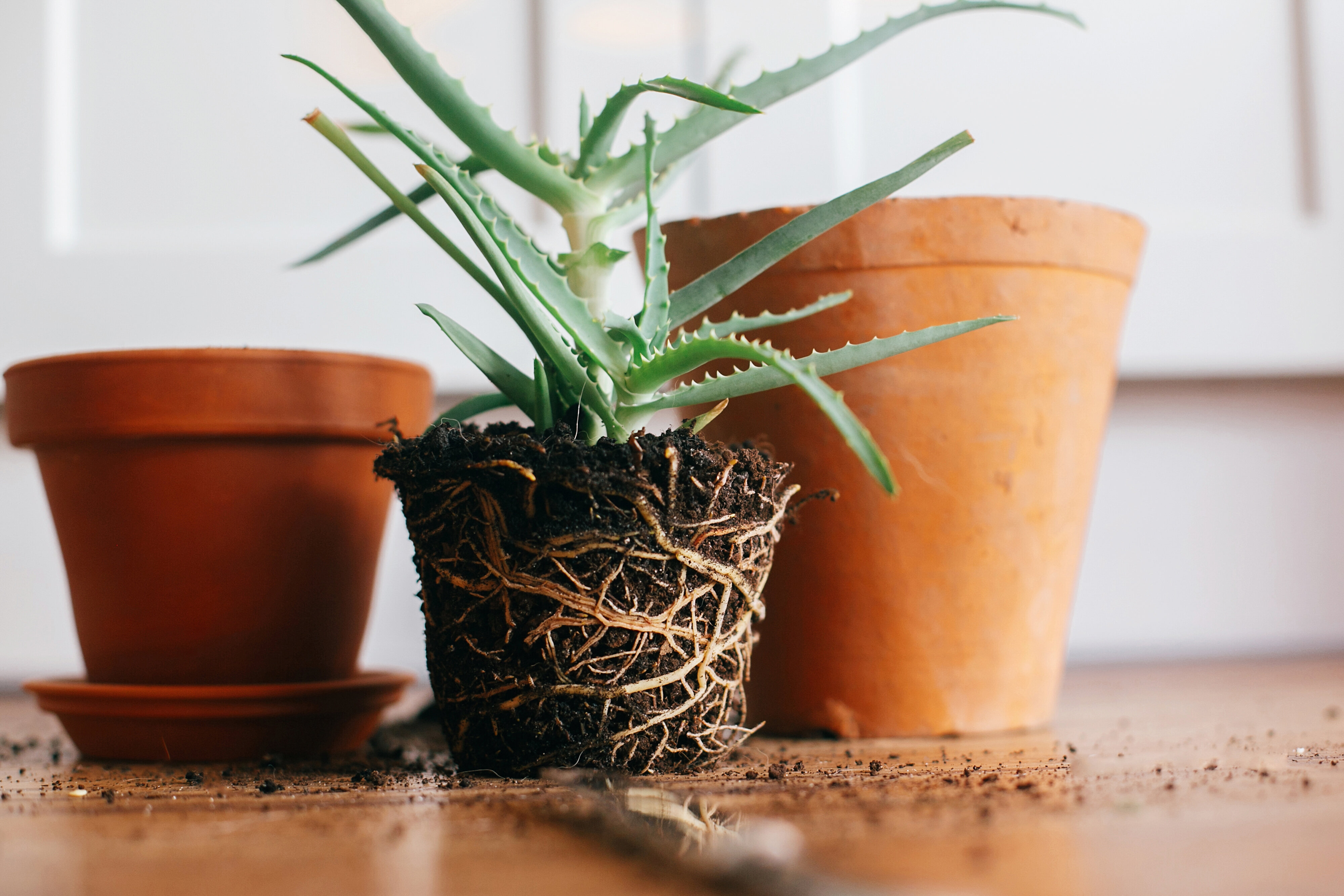 How To Repot A Plant Without Killing It, According To Green Thumbs | HuffPost Life