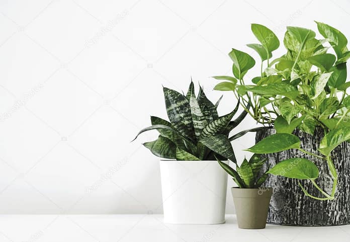 Golden pothos and snake plant on the white wooden table with copy space home and garden concept