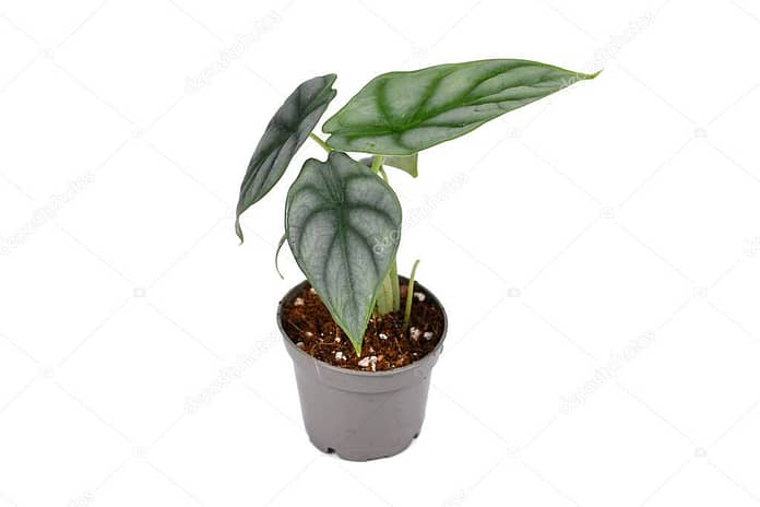 Small tropical 'Alocasia Baginda Silver Dragon' houseplant in pot isolated on white background