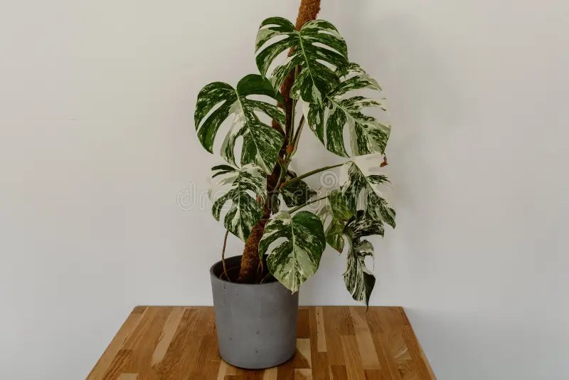 Variegated monstera albo borsigiana. A variegated monstera albo borsigiana, a rare and highly sort after tropical house plant royalty free stock photos