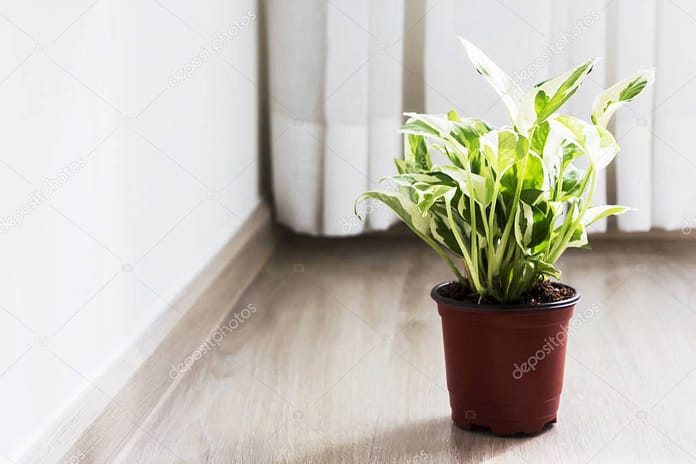 Home and garden decoration of golden pothos in the bedroom
