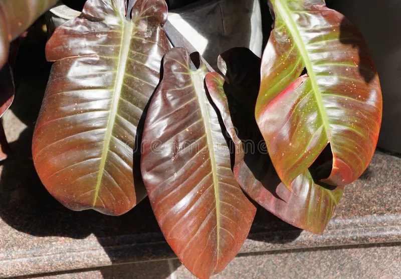 Red-Leaf of Philodendron `Black Cardinal`, a tropical plant. Red-Leaf of Philodendron `Black Cardinal`, a favorite collector`s item for tropical plants stock image