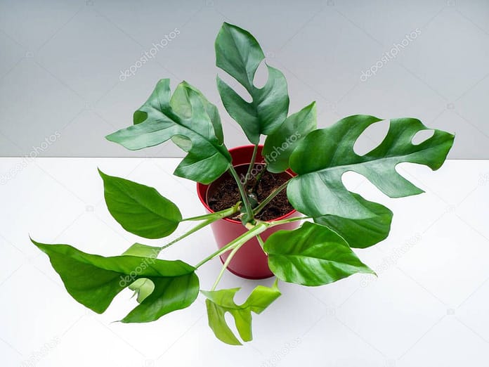 Rhaphidophora tetrasperma is a species of plant in the family Araceae